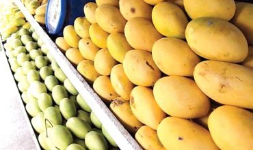 haunsa mango