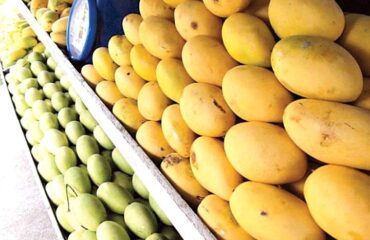 haunsa mango