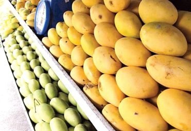 haunsa mango