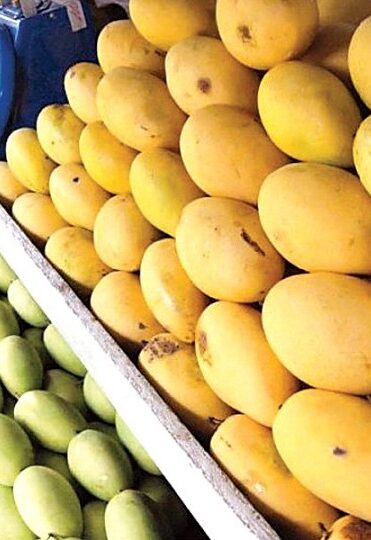 haunsa mango