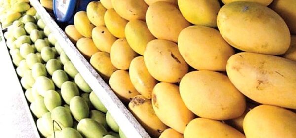 haunsa mango