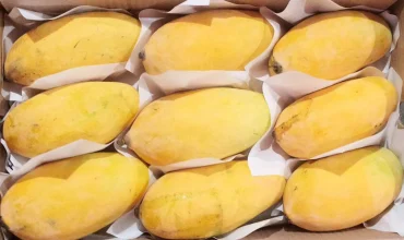 Sindhri_Mango_Premium_Quality_1100x