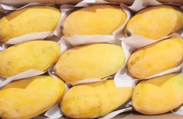 Sindhri_Mango_Premium_Quality_1100x