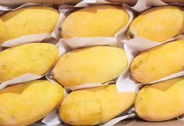 Sindhri_Mango_Premium_Quality_1100x