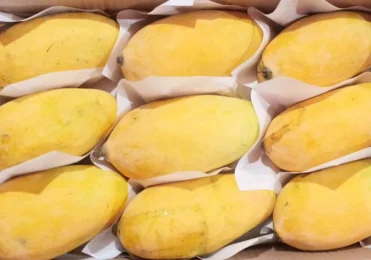Sindhri_Mango_Premium_Quality_1100x