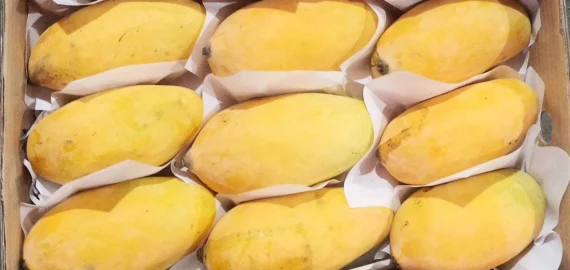 Sindhri_Mango_Premium_Quality_1100x Sindhri_Mango_Premium_Quality_1100x