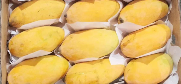 Sindhri_Mango_Premium_Quality_1100x
